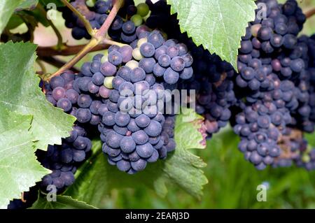 Pinot noir, Blauer Spaetburgunder Banque D'Images