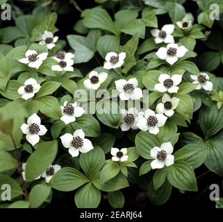 Teppichhartriegel Banque D'Images