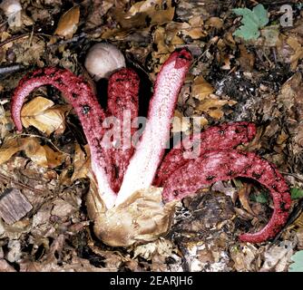 Tintenfischpilz Anthurus archeri Waldpilz Banque D'Images