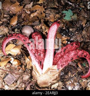 Tintenfischpilz Anthurus archeri Banque D'Images