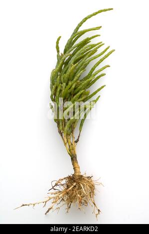 Queller Europaeischer Salicornia, europaea Banque D'Images