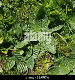 Breitwegerich, Plantago, major, Keimling, Sproessling Banque D'Images