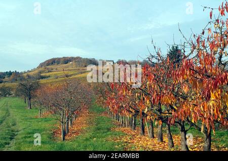 Herbstimpression, Kirschbaum, kirsche, Herbst Banque D'Images