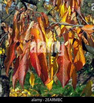 Herbstimpression, Kirschbaum, kirsche, Herbst Banque D'Images
