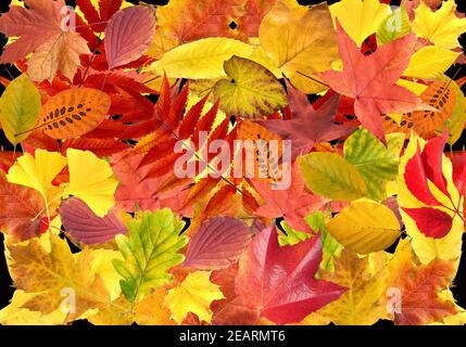 Herbstblaetter ; bunt, leuchtend, Banque D'Images