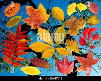 Herbstblaetter ; bunt ; leuchtend ; Blatt ; Blaetter ; Banque D'Images