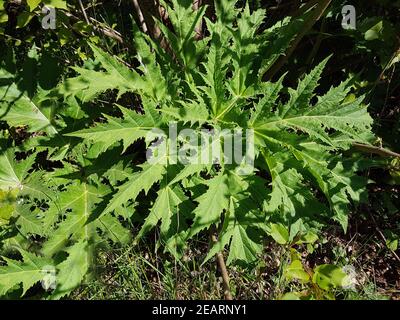 Heracleum mantegazzianum Banque D'Images