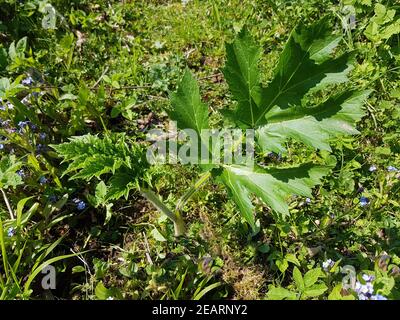 Heracleum mantegazzianum Banque D'Images