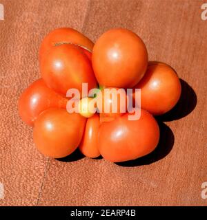 Reisetomate, tomate, Lycopersicon esculentum, Banque D'Images