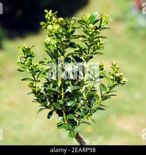 Buxus sempervirens, Buchsbaum, Banque D'Images