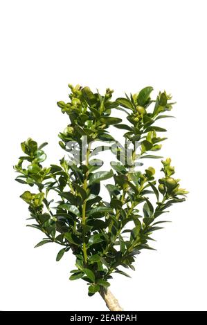 Buxus sempervirens, Buchsbaum, Banque D'Images