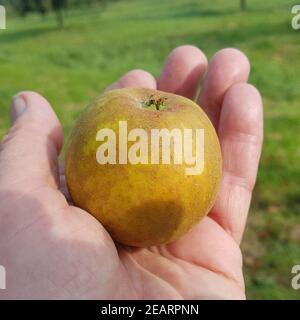 RIBSTONE Pepping, Alte Apfelsorten, Apfel, Malus, domestica Banque D'Images