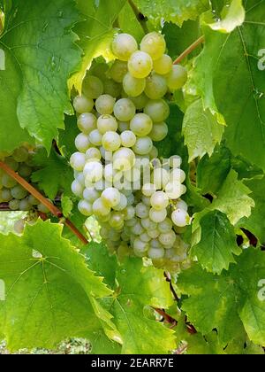 Weisser, Riesling, Weisswein, Vitis, vinifera Banque D'Images