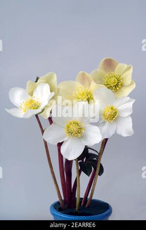 Christrose, Helleborus, niger, cannelle, neige, Gartenpflanze Banque D'Images