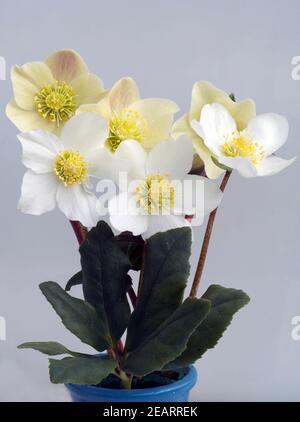 Christrose, Helleborus, niger, cannelle, neige, Gartenpflanze Banque D'Images