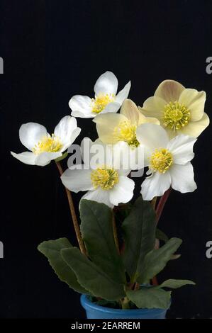 Christrose, Helleborus, niger, cannelle, neige, Gartenpflanze Banque D'Images