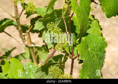 Rieslingbluete, Weinbluete Banque D'Images