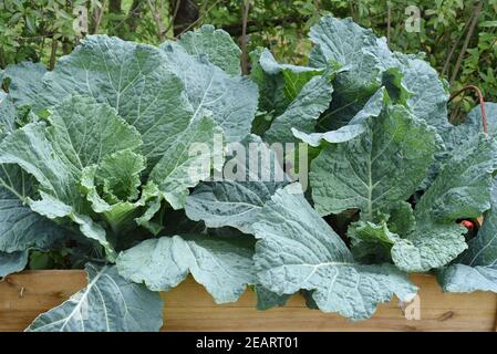 Hochbeet, Wirsing, Brassica oleracea var sabauda, Kohl Banque D'Images