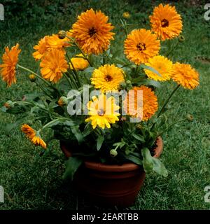 Ringelblume Calendula officinalis Banque D'Images