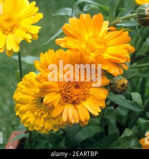 Ringelblume Calendula officinalis Banque D'Images