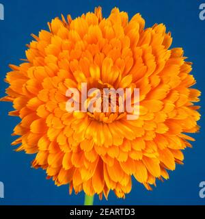 Ringelblume Calendula officinalis Banque D'Images