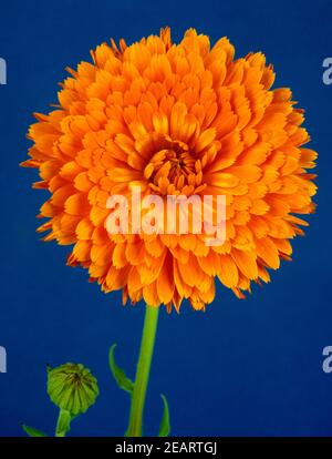 Ringelblume Calendula officinalis Banque D'Images