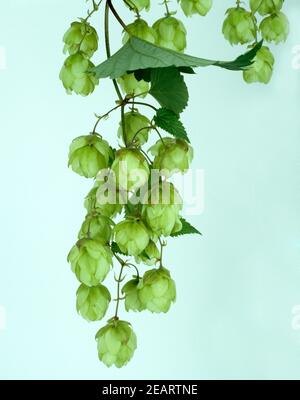 Humulus lupulus de Hopfen Banque D'Images