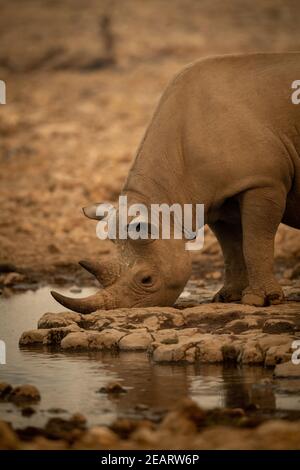 Gros plan du rhinocéros noir en train de boire depuis le trou d'eau Banque D'Images