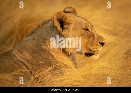 Gros plan de lioness allongé dans l'herbe sèche Banque D'Images