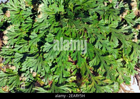 Echte, Rose von Jericho, Anastatica, hierochuntica, Wuestenrose Banque D'Images