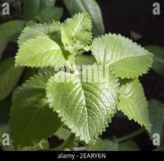 Indische Minze, Plectranthus, Heilpflanzen, Banque D'Images