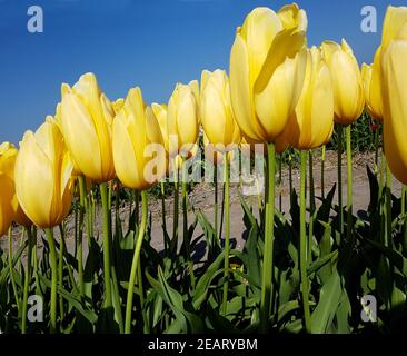 Tulipa, Big Smile, Tulpenbluete Banque D'Images