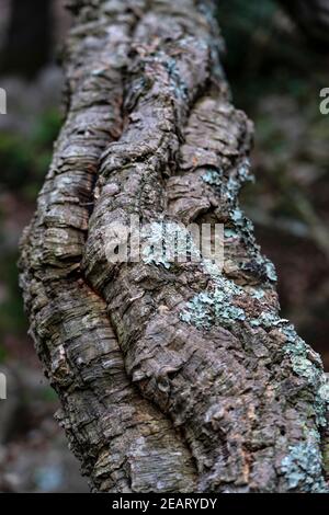 Chêne de liège, Quercus suber, à Massís de les Cadiretes, Catalogne, Espagne Banque D'Images