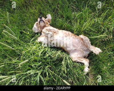 Cocker, Spaniel, Canis lupus familiaris, waelzen Banque D'Images