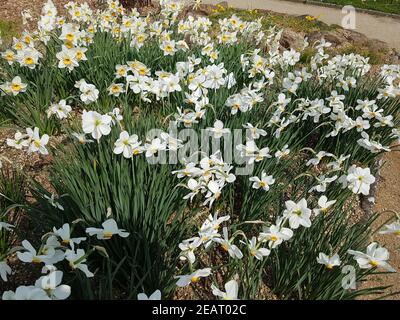 Dichternarzisse Narcissus, Poeticus Banque D'Images