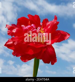 Tulpen, rot, gefuellt, Tulipa, Tulpenbluete Banque D'Images