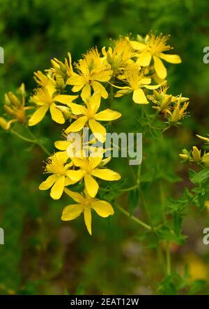 Hypericum perforatum, Johanniskraut, Banque D'Images