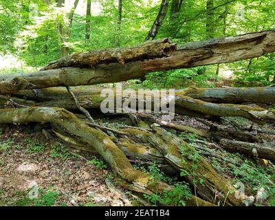 Urwald Sababurg, Reinhardswald, Banque D'Images