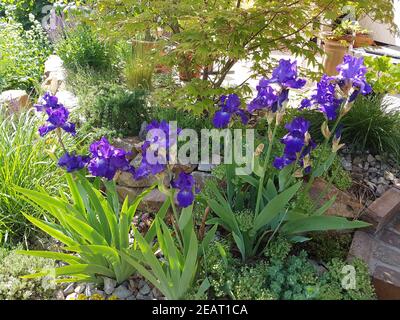 Schwertlilie, Iris Barbata-Elatior, Blue Rhythm Banque D'Images