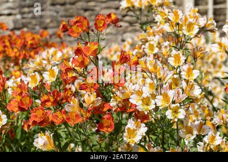 Gros plan d'un jardin d'été lumineux, à la frontière de l'Alstroemeria, fleuri dans un jardin anglais. ROYAUME-UNI Banque D'Images