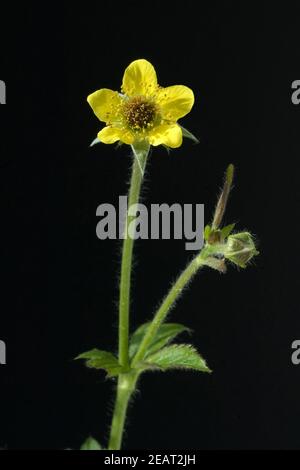 Echte Nelkenwurz, Geum urbanum, Banque D'Images