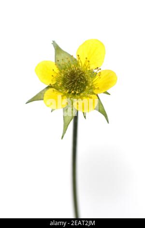 Echte Nelkenwurz, Geum urbanum, Banque D'Images