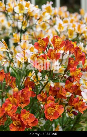 Gros plan d'un jardin d'été lumineux, à la frontière de l'Alstroemeria, fleuri dans un jardin anglais. ROYAUME-UNI Banque D'Images