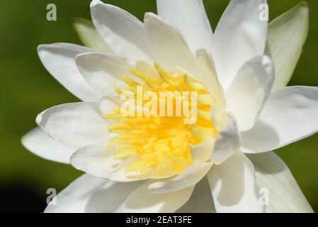 Weisse Seerose, Nymphée, alba Banque D'Images