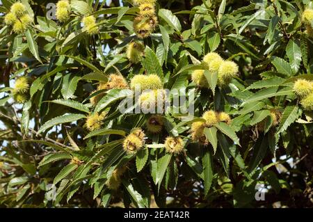 Esskastanien, Edelkastanie, Castanea sativa Banque D'Images