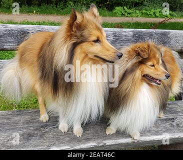 Sheltie, Shetland Sheepdog, mini-collie Banque D'Images