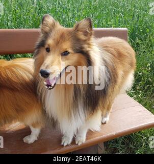 Sheltie, Shetland Sheepdog Banque D'Images