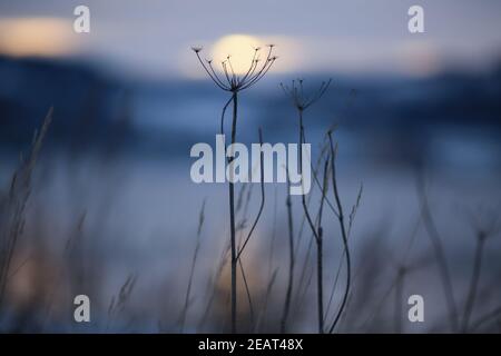 Crépuscule froid d'hiver au fjord de trondheim avec silhouette de plante en gros plan Banque D'Images