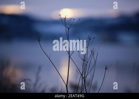 Crépuscule froid d'hiver au fjord de Trondheim avec silhouette de plante en gros plan Banque D'Images