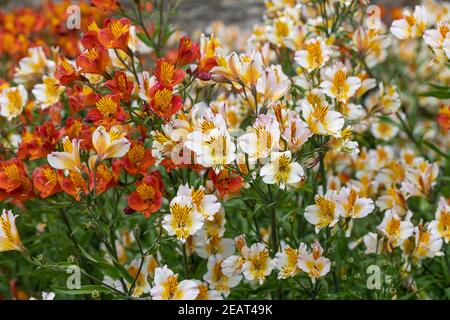 Gros plan d'un jardin d'été lumineux, à la frontière de l'Alstroemeria, fleuri dans un jardin anglais. ROYAUME-UNI Banque D'Images